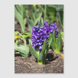 Geocinth azul en primavera