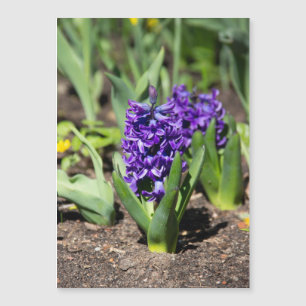 Geocinth azul en primavera
