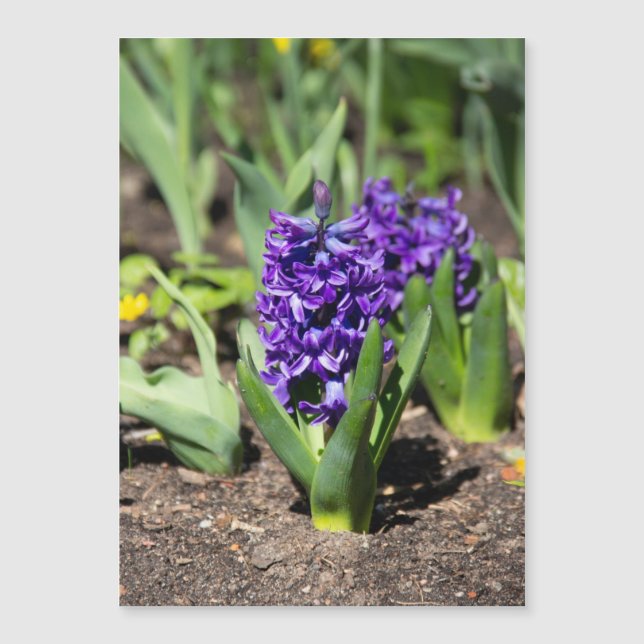 Geocinth azul en primavera (Anverso)