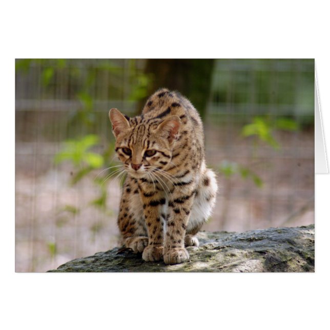 geoffroy-cat-021 (Anverso (Horizontal))