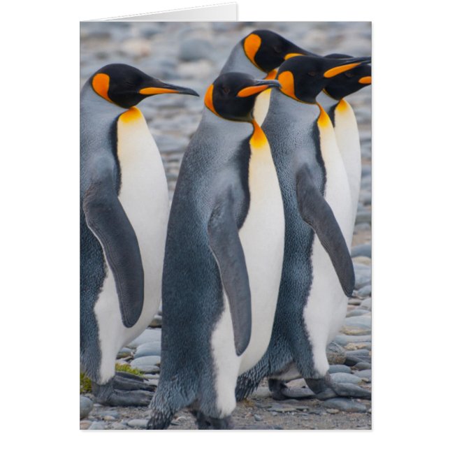 Georgia del Sur. Pingüinos rey (Frente)