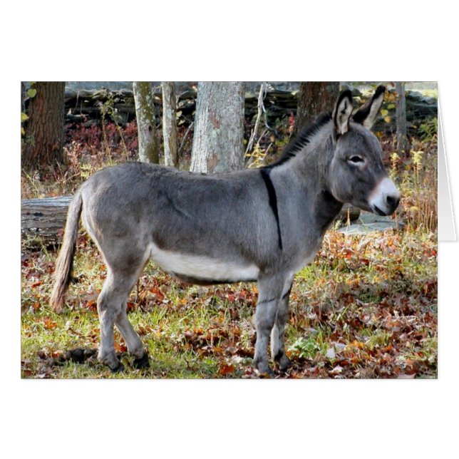 Georgie (Anverso (Horizontal))