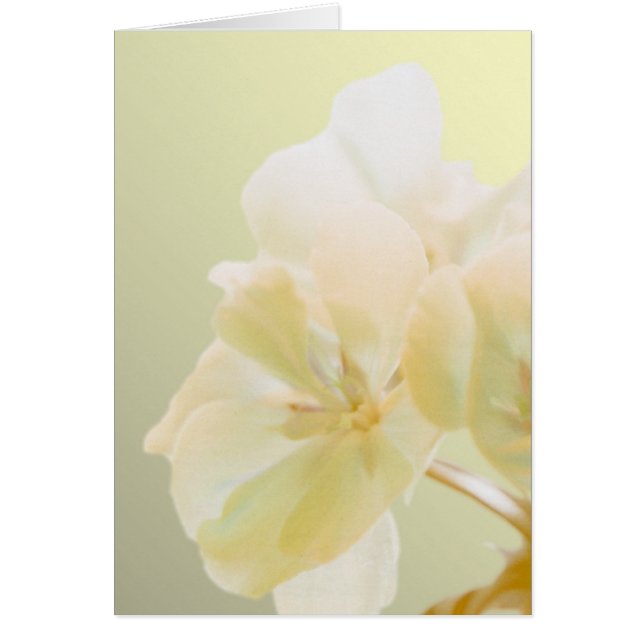 Geranio amarillo (Frente)