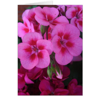 Géranio rosa de menta 2