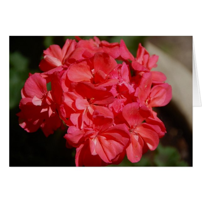 Geranium (Anverso (Horizontal))