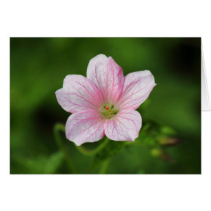 Geranium