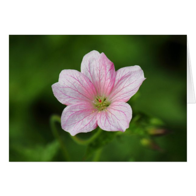 Geranium (Anverso (Horizontal))