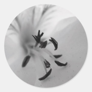 Geranium Center Pegatinas B&W