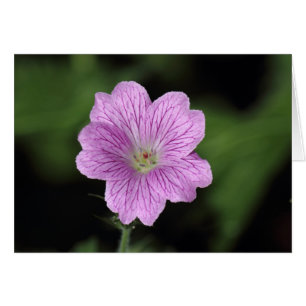 Geranium Endressii