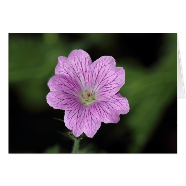 Geranium Endressii (Anverso (Horizontal))