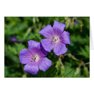 Geranium pratense