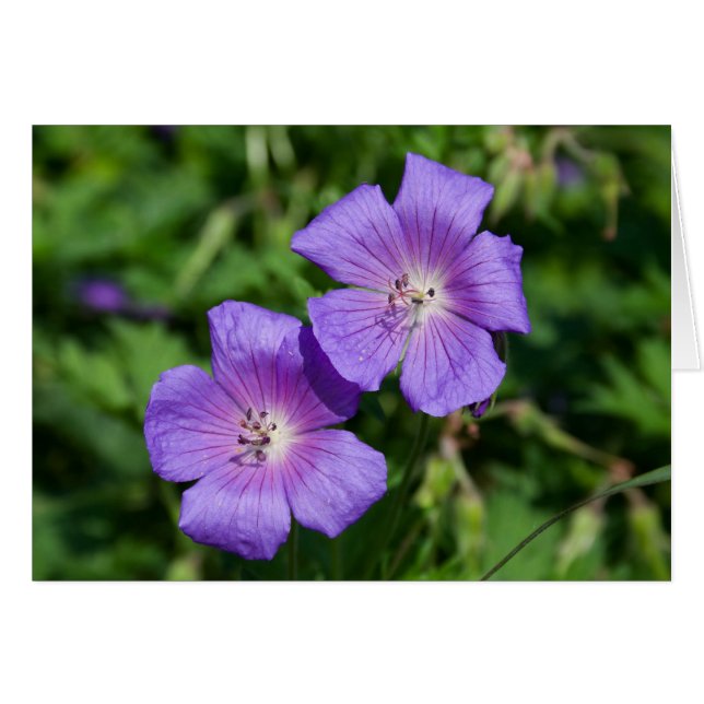 Geranium pratense (Anverso (Horizontal))