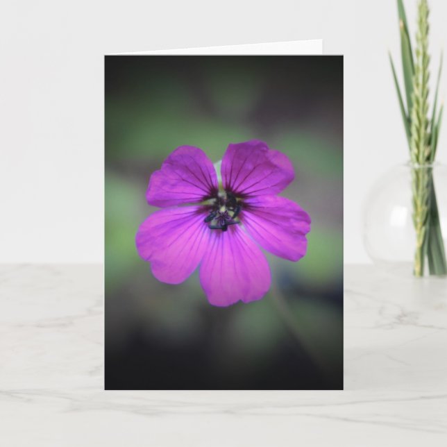 Geranium, tarjeta (Anverso)