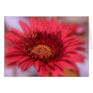 Gerber Daisy
