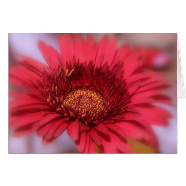 Gerber Daisy (Anverso (Horizontal))