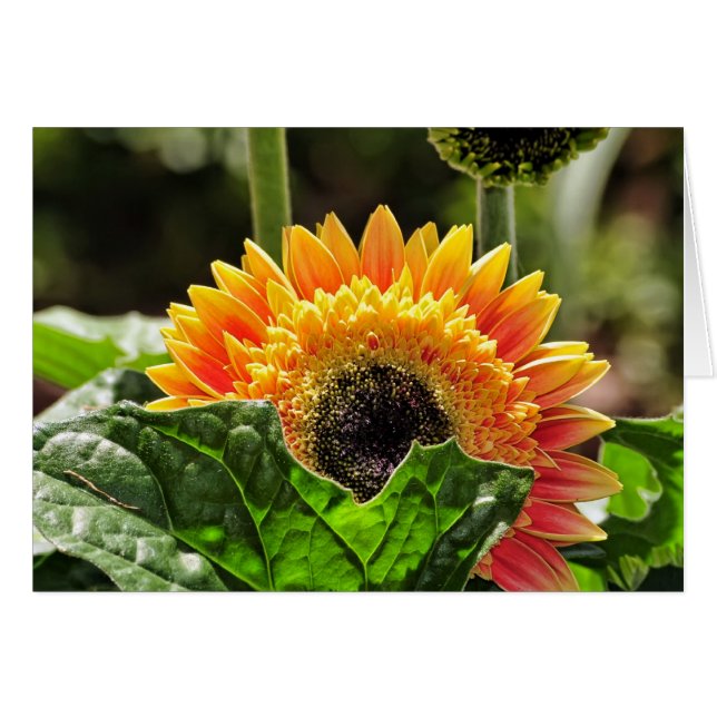 Gerber Daisy (Anverso (Horizontal))