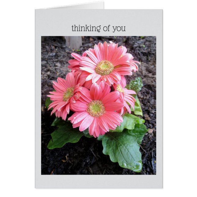 Gerber Daisy (Frente)