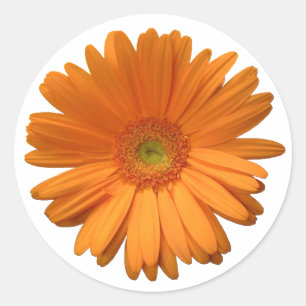 Gerber Daisy pegatina