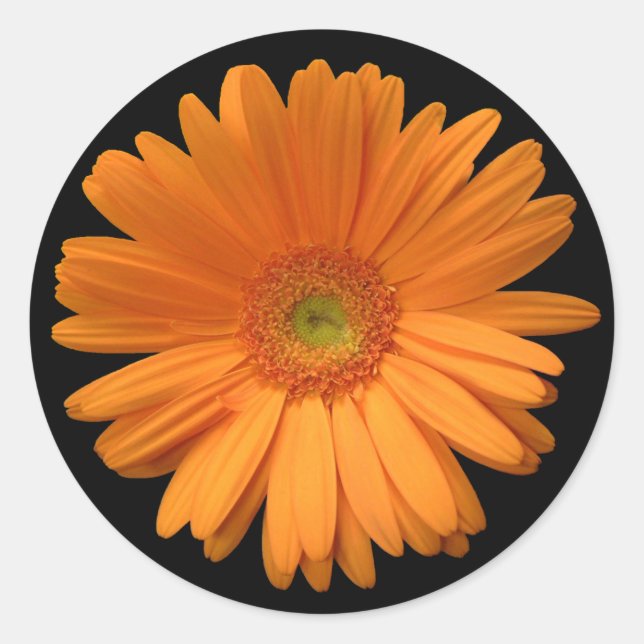 Gerber Daisy pegatina (Anverso)