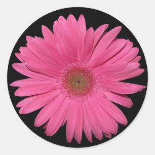 Gerber Daisy pegatina