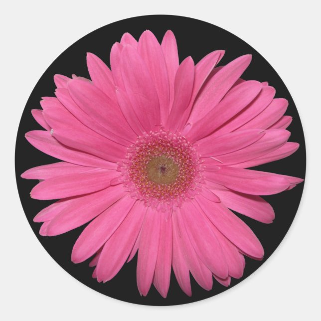 Gerber Daisy pegatina (Anverso)