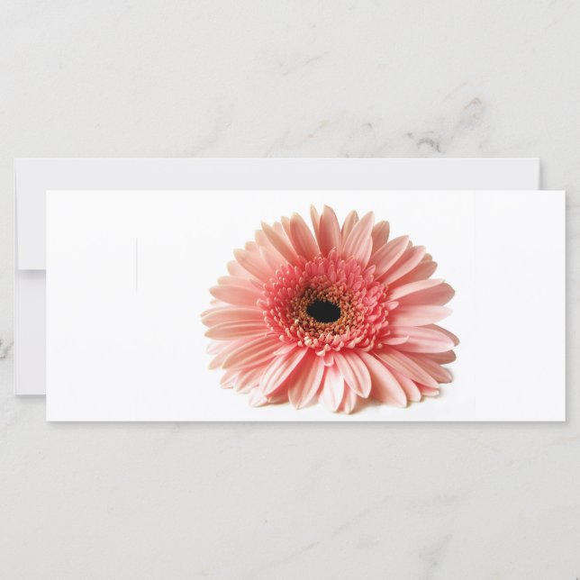Gerbera (Anverso)