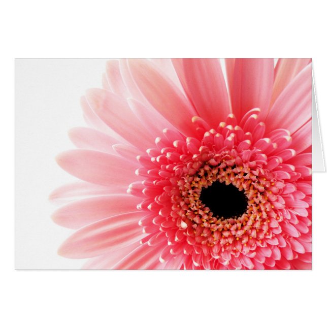 Gerbera (Anverso (Horizontal))