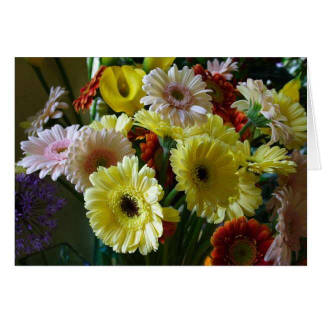 Gerbera (Anverso (Horizontal))