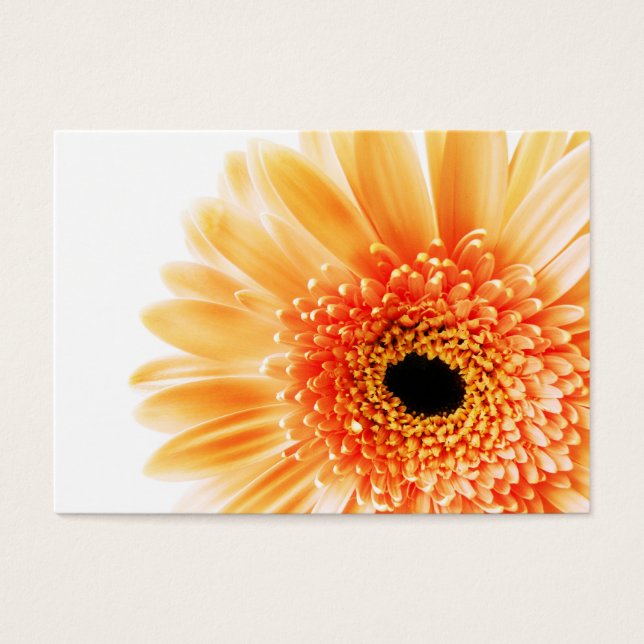 Gerbera (Frente)