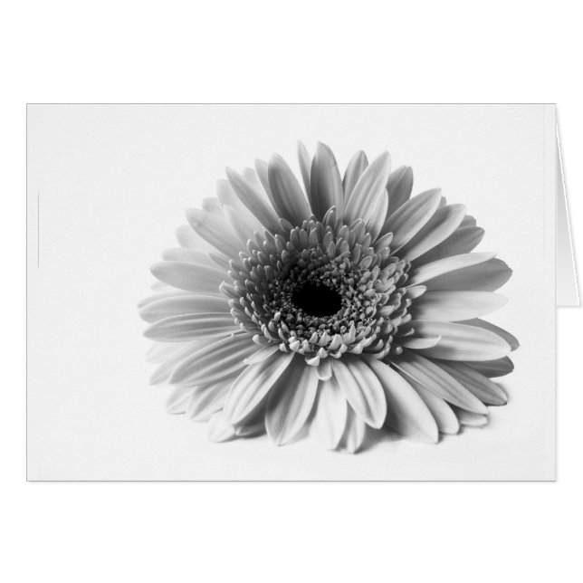 Gerbera (Anverso (Horizontal))