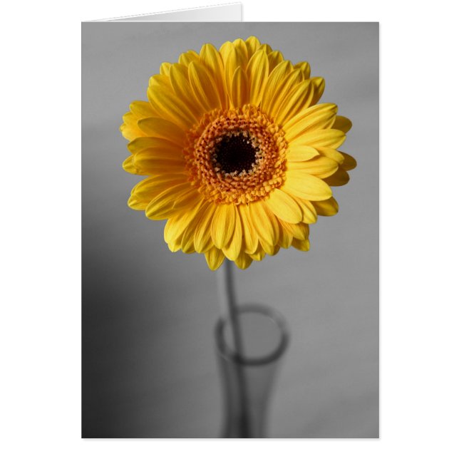 Gerbera amarilla (Frente)