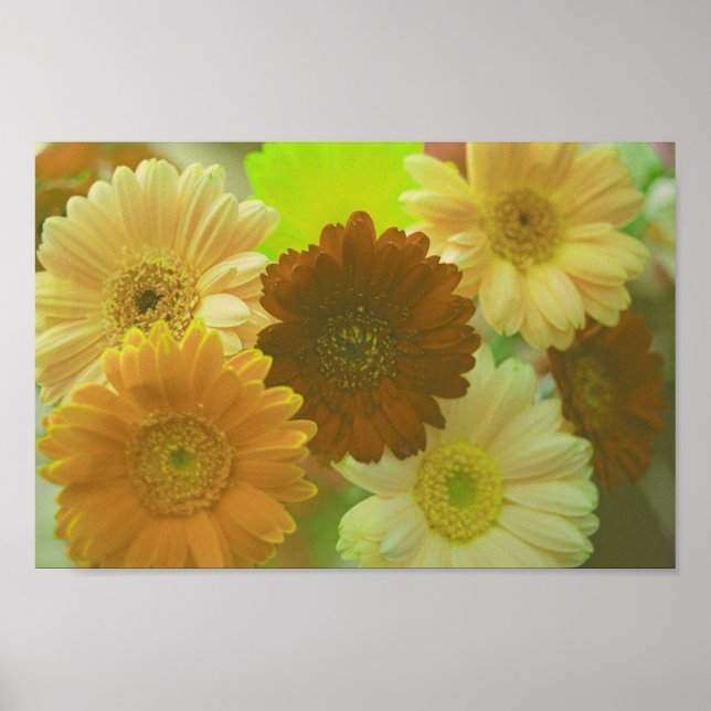 Gerbera amarilla Daisy Flores Poster de arte mural (Frente)