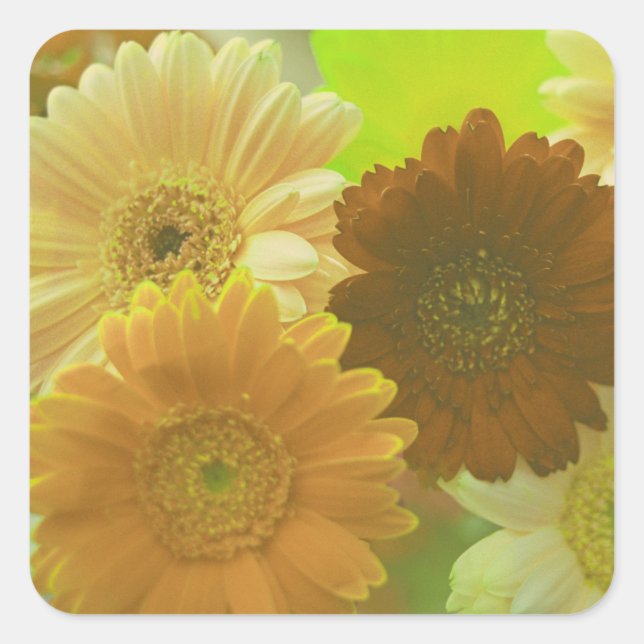 Gerbera amarillo Daisy Flores Decales Pegatinas de (Anverso)