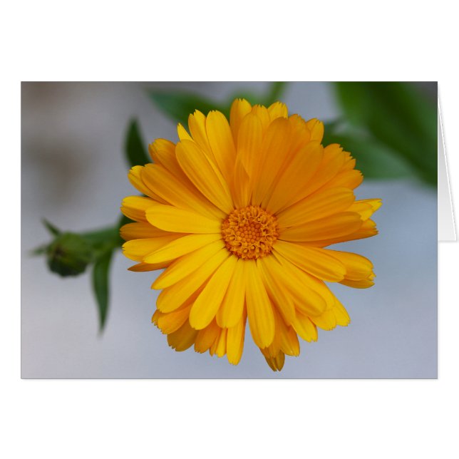 Gerbera amarillo Daisy Wildflower (Anverso (Horizontal))