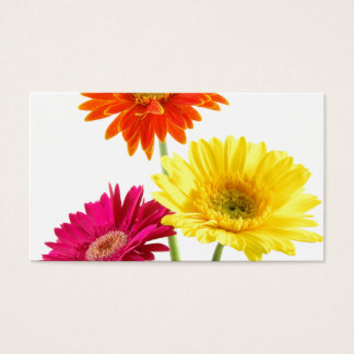 Gerbera Daisies