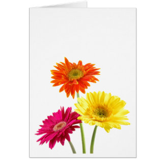 Gerbera Daisies