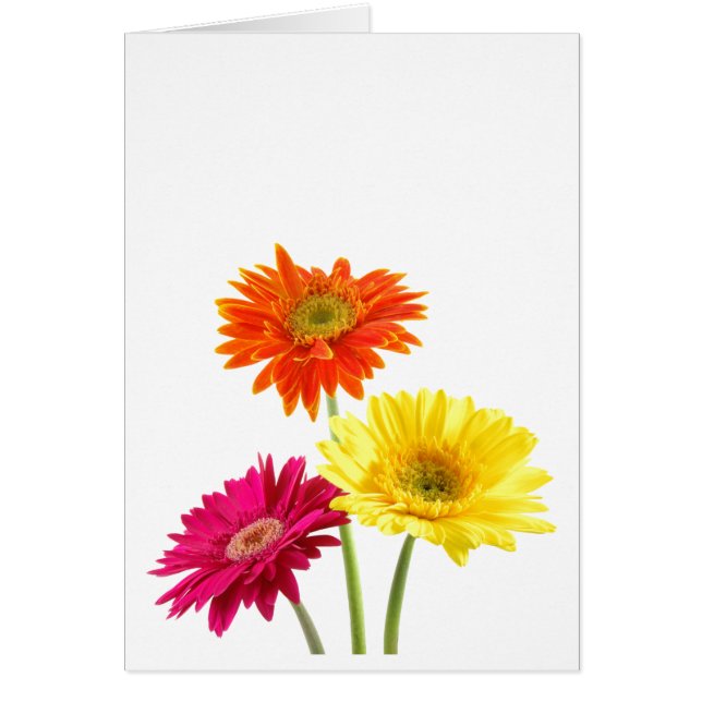 Gerbera Daisies (Frente)