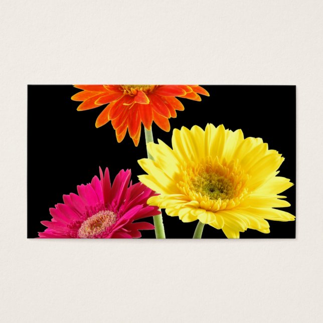 Gerbera Daisies (Frente)