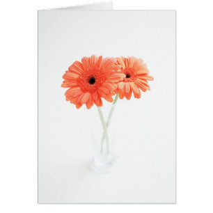 Gerbera Daisies, Naranja