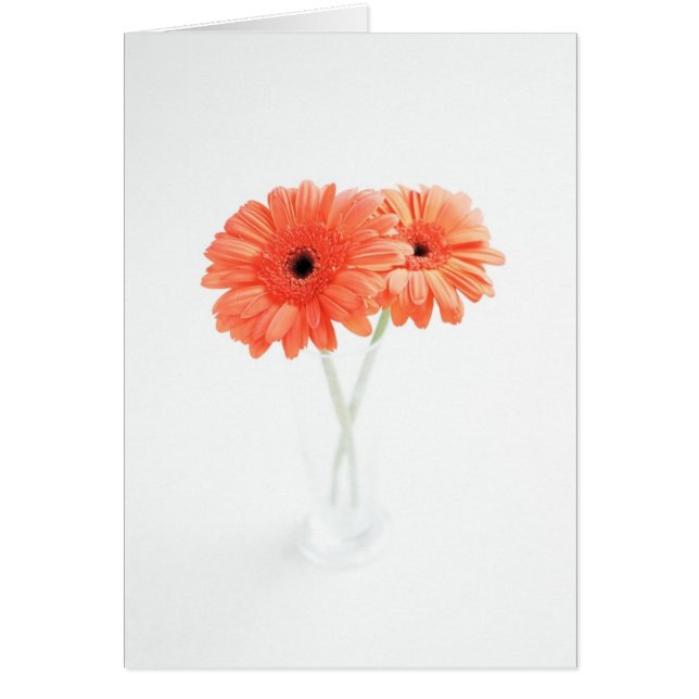 Gerbera Daisies, Naranja (Frente)