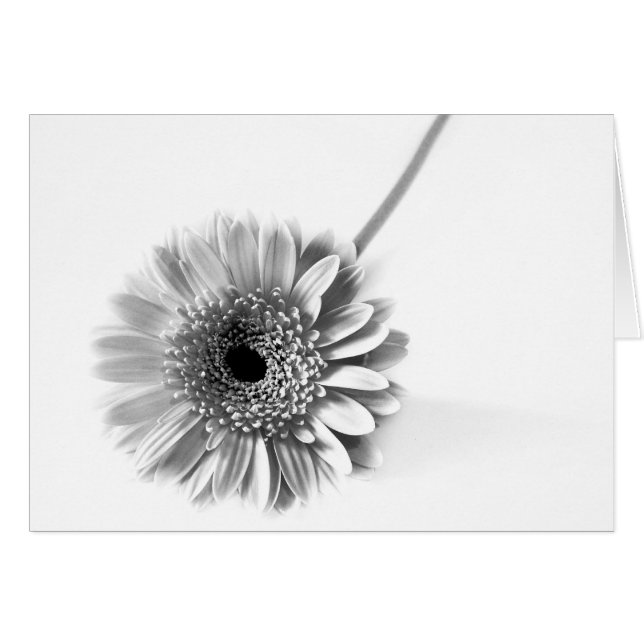 Gerbera Daisy (Anverso (Horizontal))