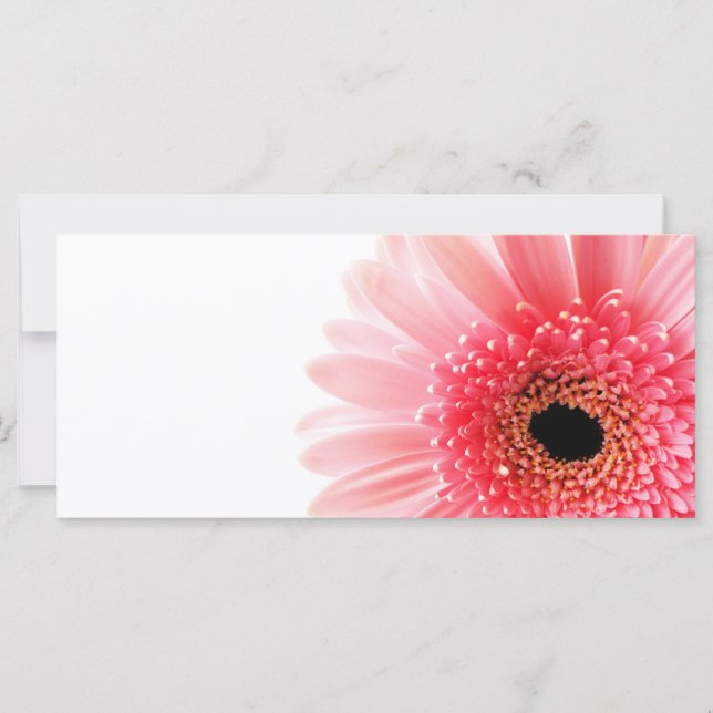 Gerbera Daisy (Anverso)