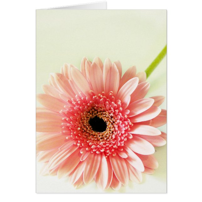 Gerbera Daisy (Frente)