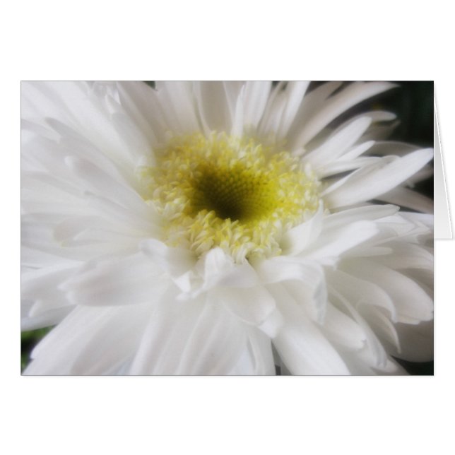 Gerbera Daisy 13 (Anverso (Horizontal))