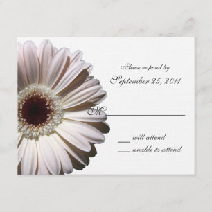 Gerbera Daisy Boda/ Respuesta