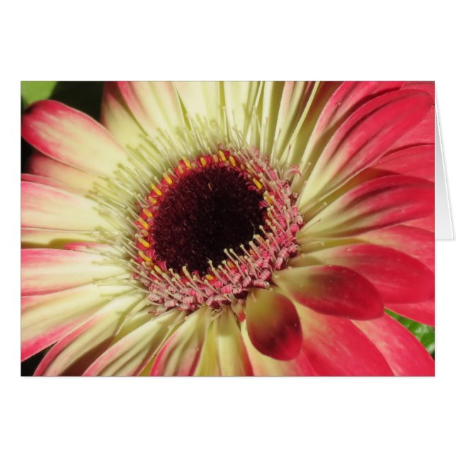 Gerbera Daisy - Cierre (Anverso (Horizontal))