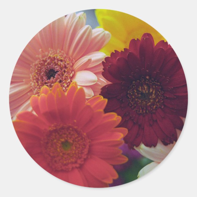 Gerbera Daisy Flores Pegatinas Art Decal (Anverso)