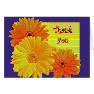 Gerbera Daisy (Gerbera hybrida) - Amarillo