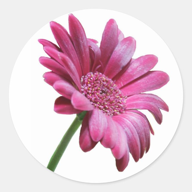 Gerbera Daisy Pegatina (Anverso)