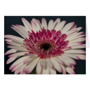 Gerbera del Lollipop
